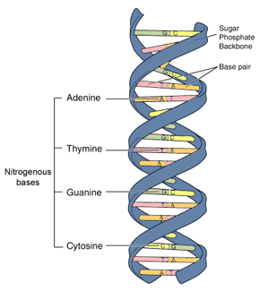 DNA Structure - DNA